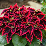25+ Kong Red Coleus Seeds for Garden Planting - USA - FREE SHIPPING! Garden Plants