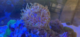 long tentacle anemone Anemone