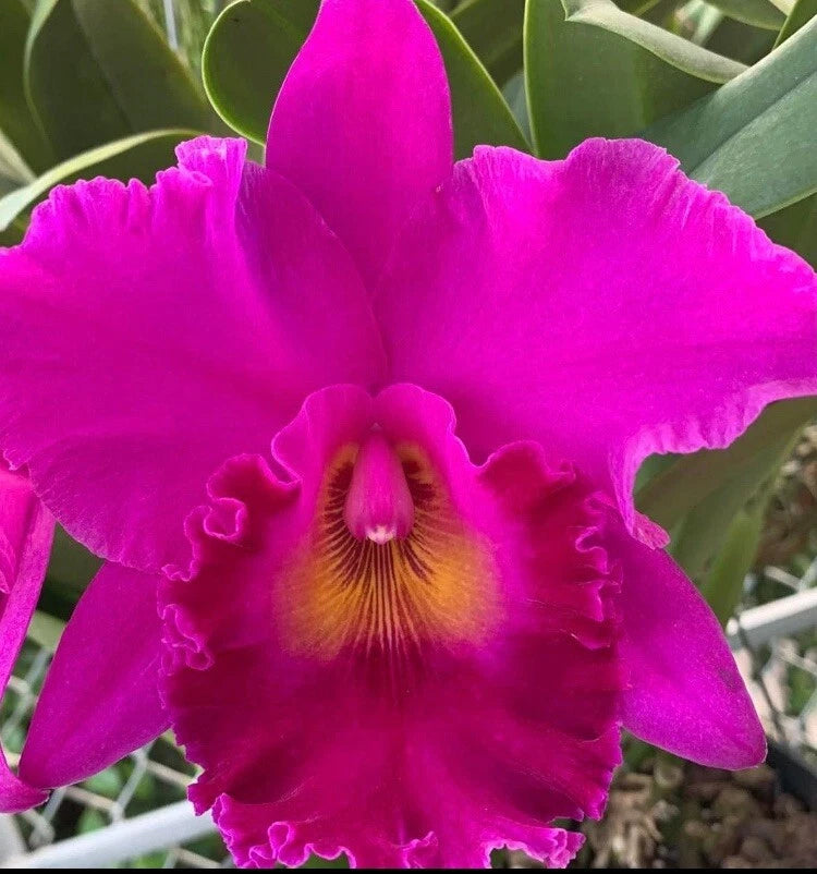 Pink purple orchid flower with ruffled petals and yellow center