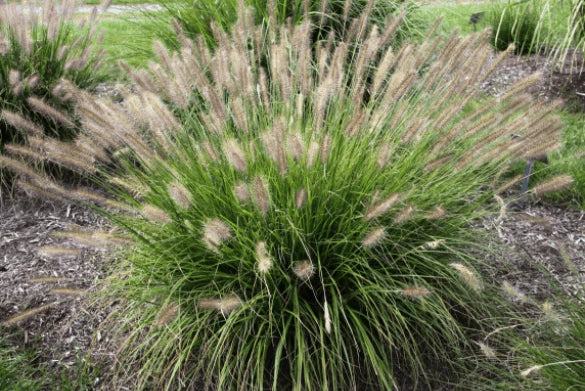 Lot of 50-200 Fountain Grass Seeds Pennisetum Alopecuroides, Hardy Ornamental Pampas Grass