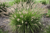 Lot of 50-200 Fountain Grass Seeds Pennisetum Alopecuroides, Hardy Ornamental Pampas Grass