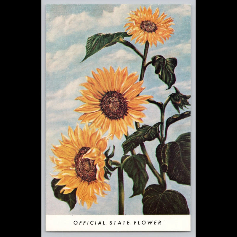 Sunflower postcard featuring three orange sunflower blooms with green leaves
