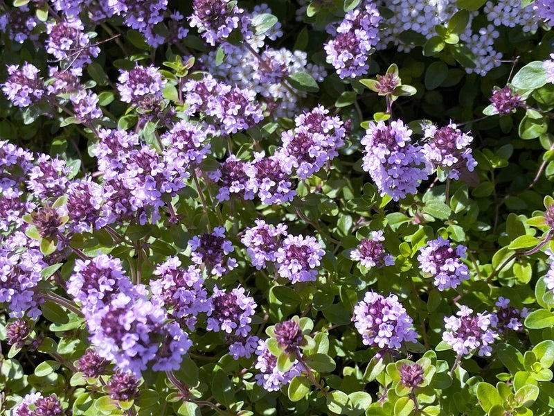1000 LEMON THYME Thymus Pulegioides Herb Flower Seeds * Flat Shipping Flowering Plants