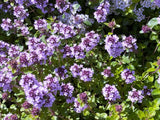 1000 LEMON THYME Thymus Pulegioides Herb Flower Seeds * Flat Shipping Flowering Plants