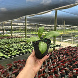 Hoya Chicken Farm | Live Indoor & Outdoor Tropical House plant in 4