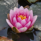 Pink Flowering Pond Lily Root Ball Aprox 2 Lbs USA Origin ,Shipped Fast & Fresh Flowering Plants