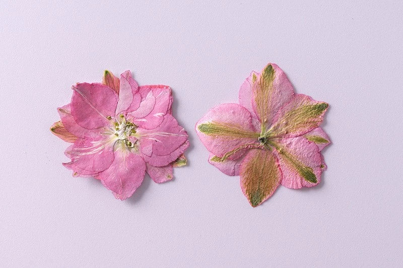 Pressed dried pink flower petals, two blossoms shown