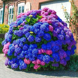 35pcs Blue Pink Purple Hydrangea Seeds - Stunning Perennial Flowers for Colorfu Hydrangea
