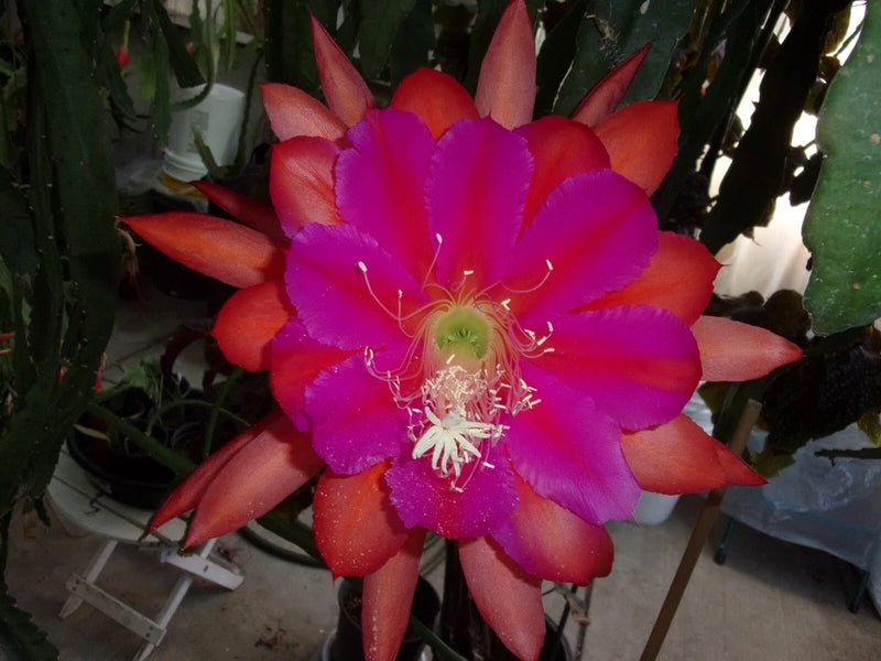 Medora cutting orchid flower with magenta-purple petals, red tips, yellow stamens