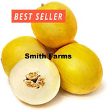 10+ Seeds Baby Canary Melon Easy to Grow Vegetable Garden Planting Edible Garden Plants