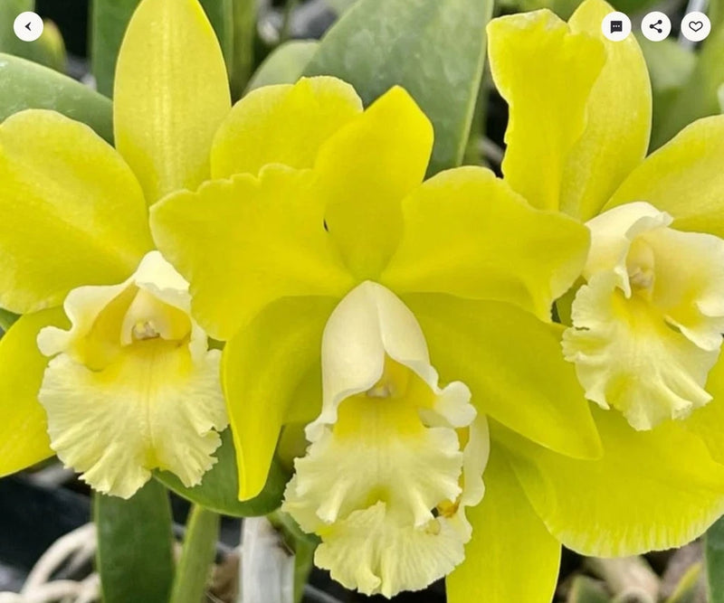 Yellow and white orchid blossoms with ruffled petals