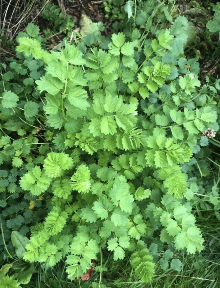 60+ Salad Burnet-Sanquisorba minor Herb-NON GMO-Open Pollinat Flowering Plants