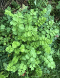60+ Salad Burnet-Sanquisorba minor Herb-NON GMO-Open Pollinat Flowering Plants