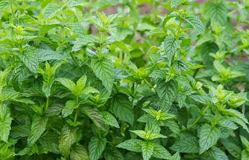 Peppermint herb live plant with dense green serrated leaves