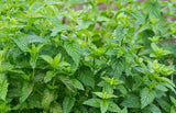 Peppermint herb gardening live plant X 1 Garden Plants