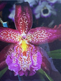 ORCHID PLANTS   Ons aHowards Dream One rooted bulb bare root Orchids