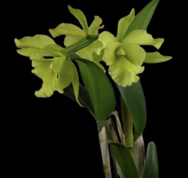 Green orchid bouquet with several blossoms and long green leaves