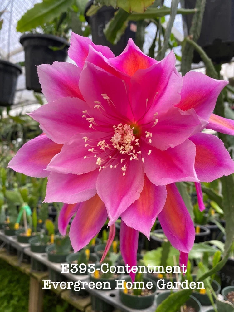 Pink orchid cactus flower bloom in 4in starter pot