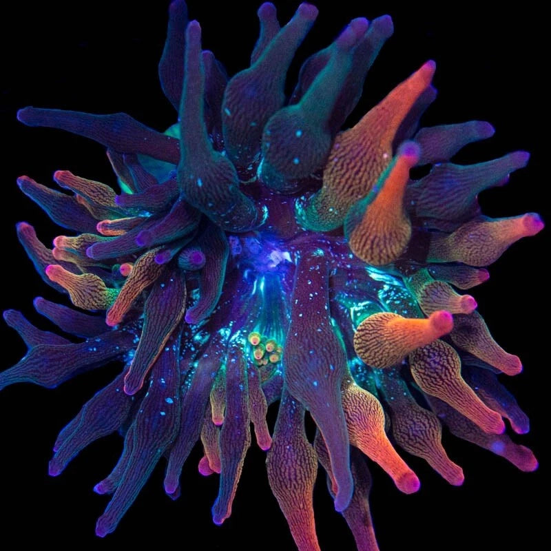 ECC Nexus Sunburst Anemone Anemone