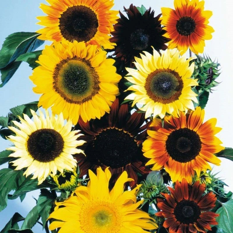 BIN#2R8D2 Sunflower Seeds Mix 300 Or 1,000 Seeds Sunflower