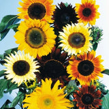 BIN#2R8D2 Sunflower Seeds Mix 300 Or 1,000 Seeds Sunflower