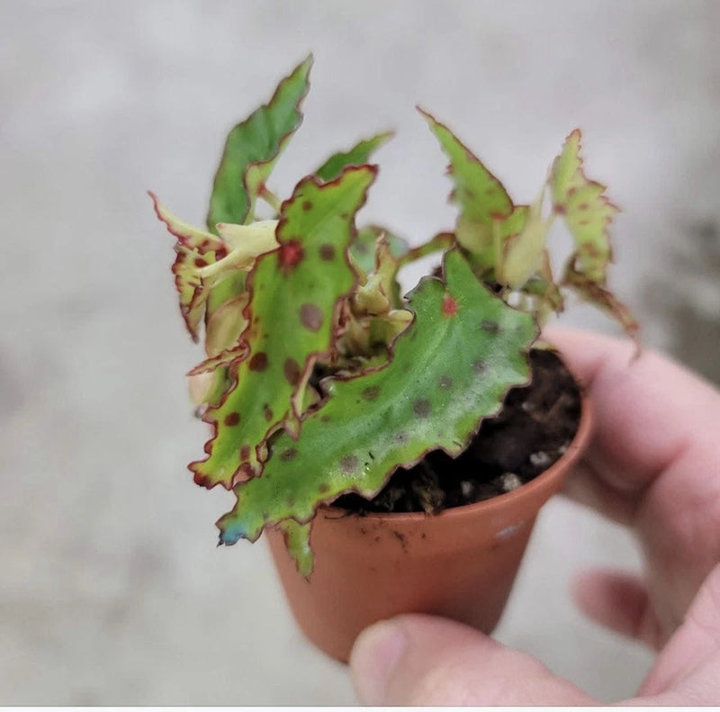 Potted orchid plant with green speckled leaves in terracotta pot