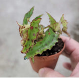 Begonia Amphibius Orchids