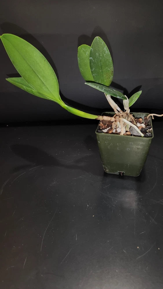 Small potted orchid plant in a square green pot with green leaves