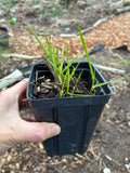 Live Sweetgrass Plant Potted Hierochloe odorata 5 Plants Rooted Smudging Grass Green Plant