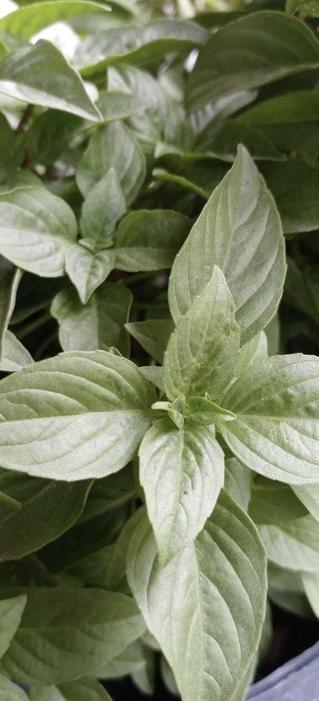 Peppermint plant in pot with textured green leaves