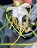 Orchid species rare Brassavola cuccullata - potted Orchids