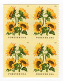 Scott #6067 Sunflower Booklet Pane of 4 Forever Stamps - MNH Sunflower