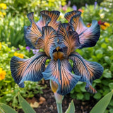 50 Rare Blue Veined Iris Seeds Ð Exotic Patterned Blooms for Home Gardens Garden Plants