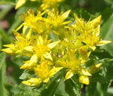 SEDUM GOLDILOCKS STONECROP Sedum Selskianumis - 100 Seeds Garden Plants