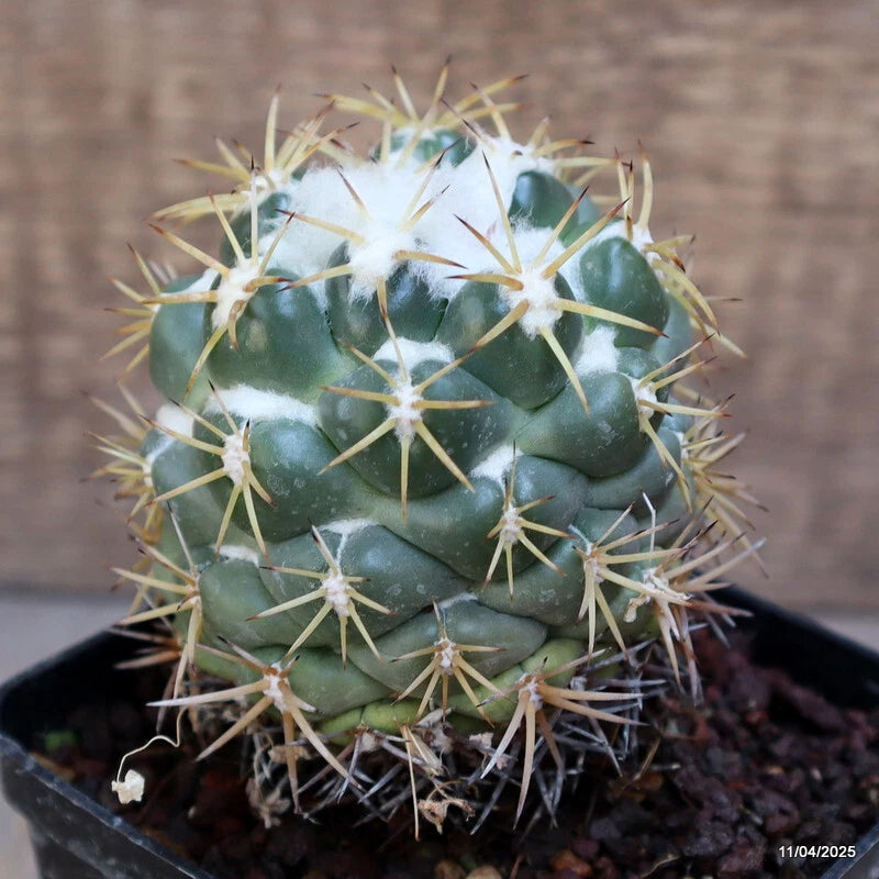 Coryphantha elephantidens cactus plant with green ribbed body and pale spines in a pot
