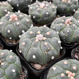 2'' Astrophytum Asteria Kikko Cactus, Live Succulent Plants,Rare Plants Green Plant