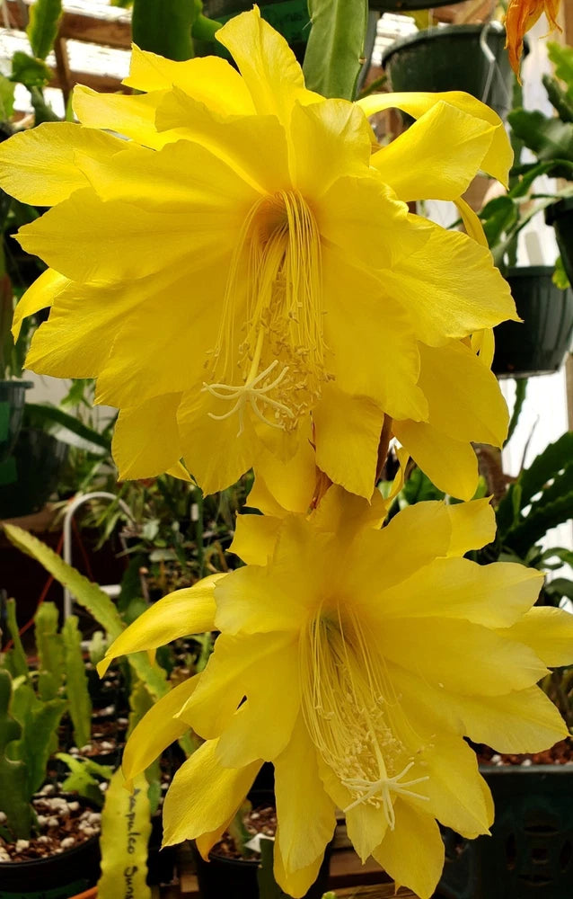 Yellow orchid cactus blooms on green stems, close-up of layered flower petals