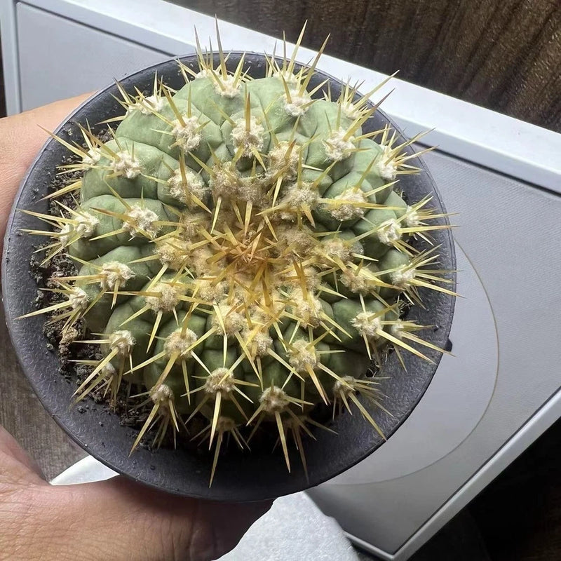 Copiapoa columna-alba cactus in black pot, green body with yellow spines