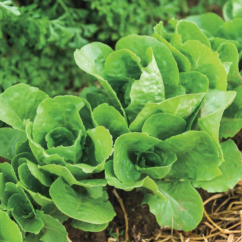 800+ LITTLE GEM BUTTERCRUCH  LETTUCE SEEDS FRESH HARVEST FOR  GARDENS Garden Plants