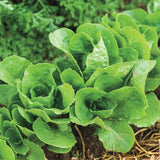 800+ LITTLE GEM BUTTERCRUCH  LETTUCE SEEDS FRESH HARVEST FOR  GARDENS Garden Plants