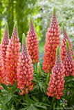 25+ Towering Inferno Lupine Seeds for Garden Planting - USA - FREE SHIPPING! Garden Plants
