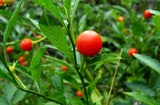 1000 Ashwagandha Seeds (Withania somniferum) Organic Garden Plants