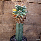 D3251 FEROBERGIA VARIEGATED GRAFT pot16-H34-W15 cm MaMa Cactus Green Plant