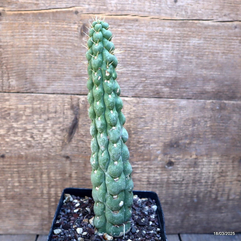 Potted cactus plant in small pot, tall green column with rounded bumps