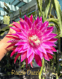Kiwi RAZZLE DAZZLE Epiphyllum Orchid Cactus Succulents Orchids