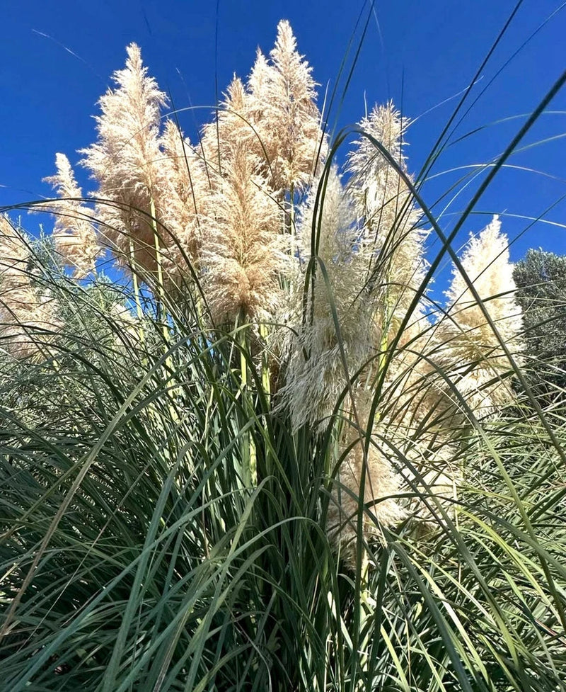 Cortaderia selloana 75-130cm | Pampas grass | Silver pampas grass - Pampas grass Pampas Grass