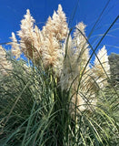 Cortaderia selloana 75-130cm | Pampas grass | Silver pampas grass - Pampas grass Pampas Grass