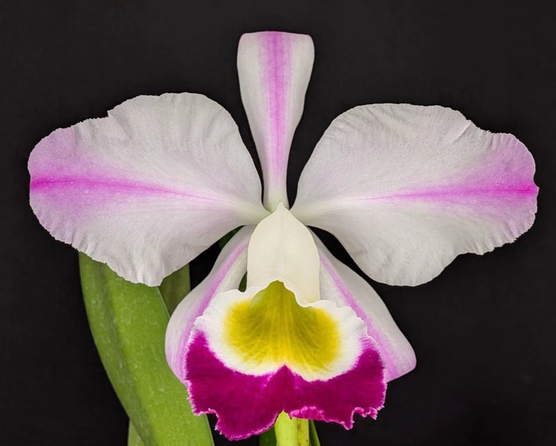 Fragrant cattleya orchid flower with white petals, pink edges, yellow center, green stem