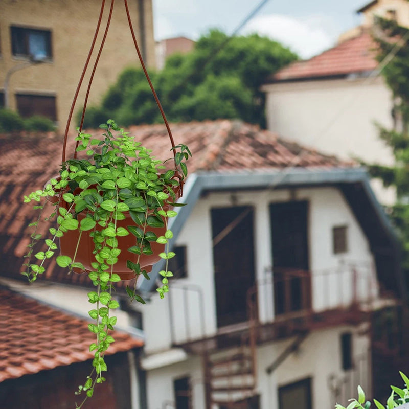 Plastic hanging flower pot with trailing green plant
