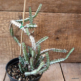 D4447 EUPHORBIA GREENWAYI pot12-H19-W24 cm MaMa Cactus Green Plant